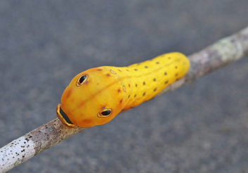 Palamedes Swallowtail caterpillar